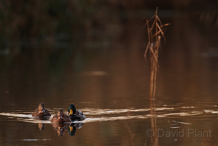 Mallard threesome - I.jpg - Mallard male and females with reeds - Cambridgeshire